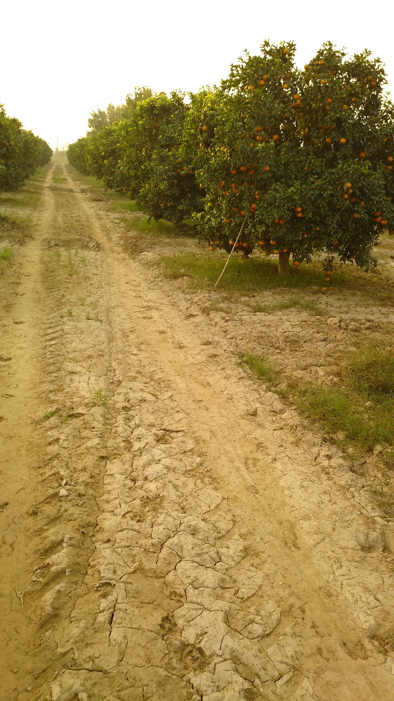 Spacious Farmhouse with Orchard, Chhatarpur